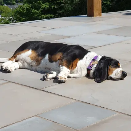 Poppy, sunbathing.